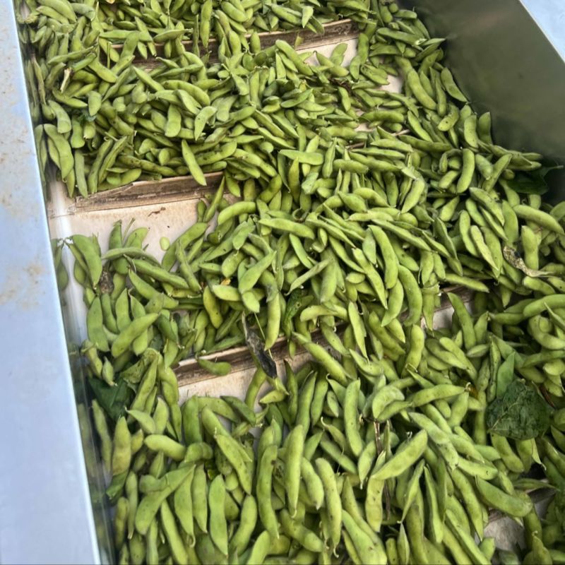 精品大青豆