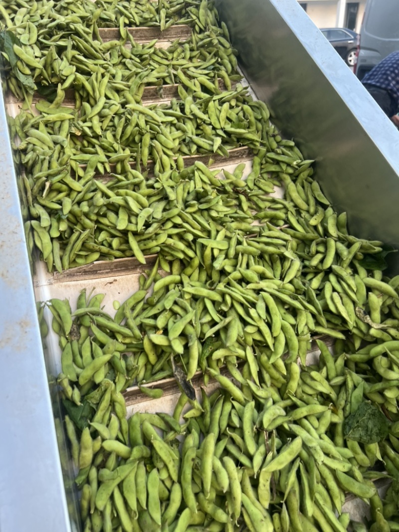 精品大青豆
