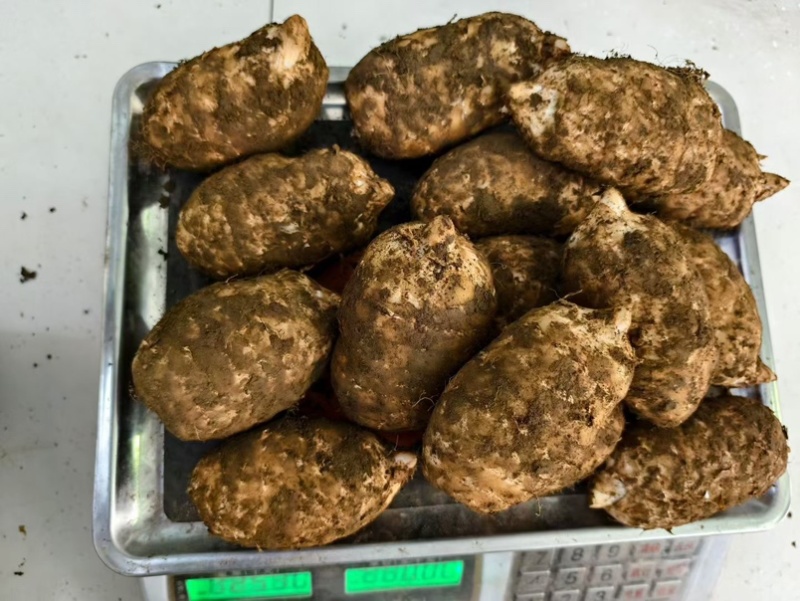 林下种植新鲜乌红杂交麻，坏单包赔不满意包退量大从优