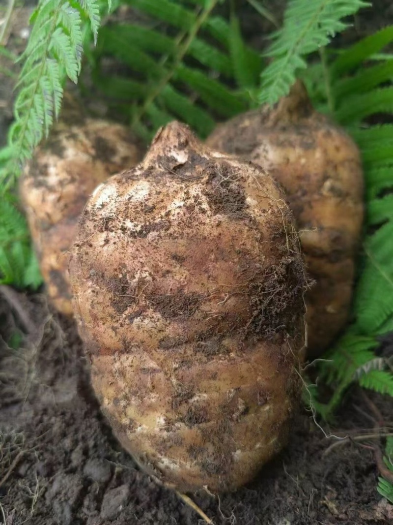 林下种植新鲜乌红杂交麻，坏单包赔不满意包退量大从优