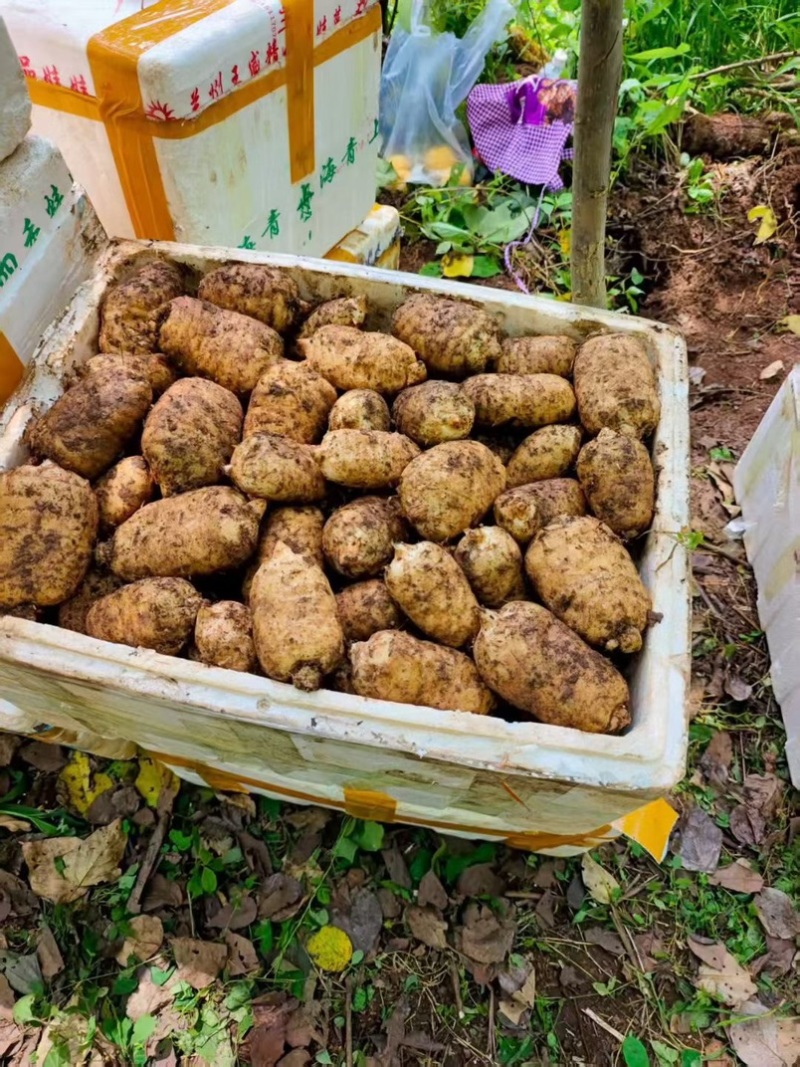 林下种植新鲜乌红杂交麻，坏单包赔不满意包退量大从优