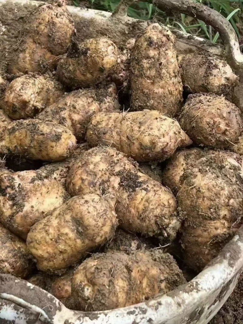 林下种植新鲜乌红杂交麻，坏单包赔不满意包退量大从优