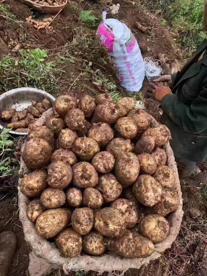 林下种植新鲜乌红杂交麻，坏单包赔不满意包退量大从优