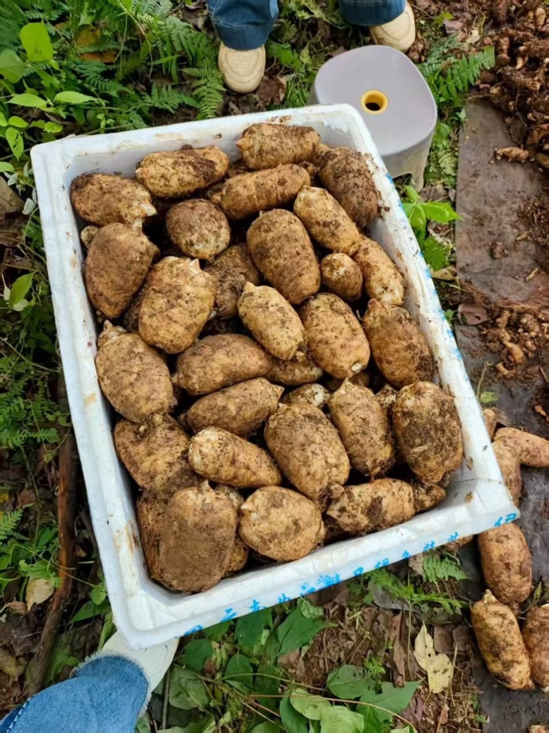 林下种植新鲜乌红杂交麻，坏单包赔不满意包退量大从优