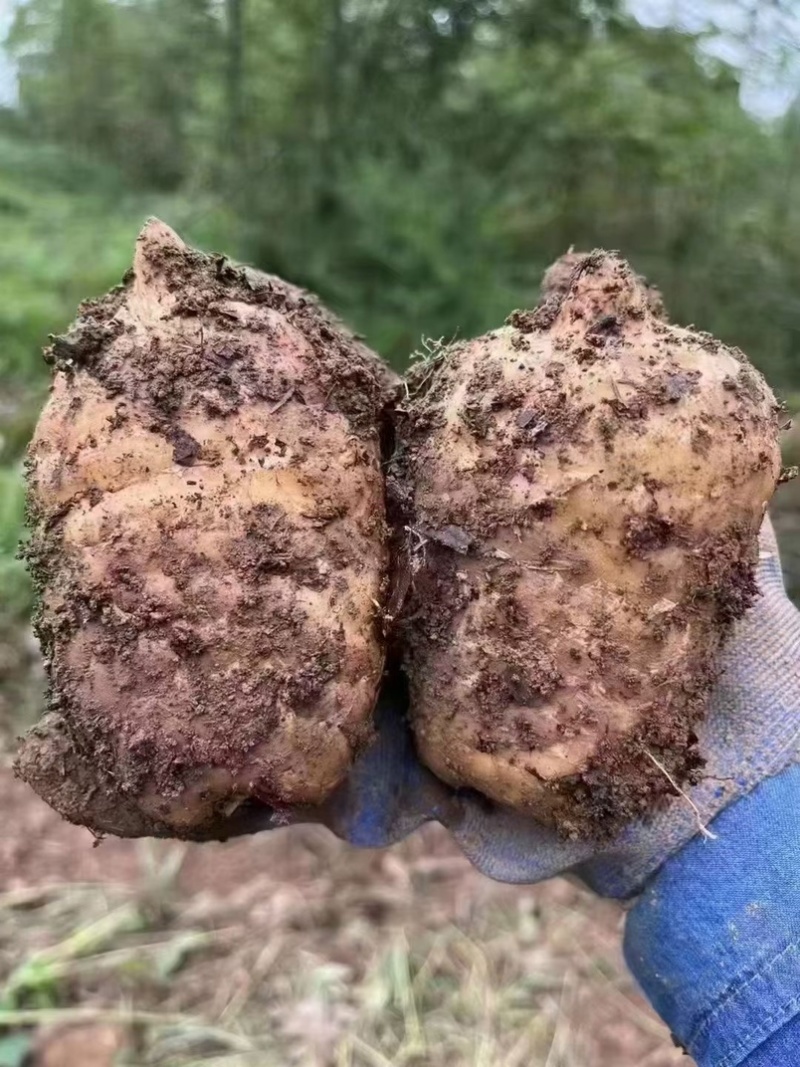林下种植新鲜乌红杂交麻，坏单包赔不满意包退量大从优