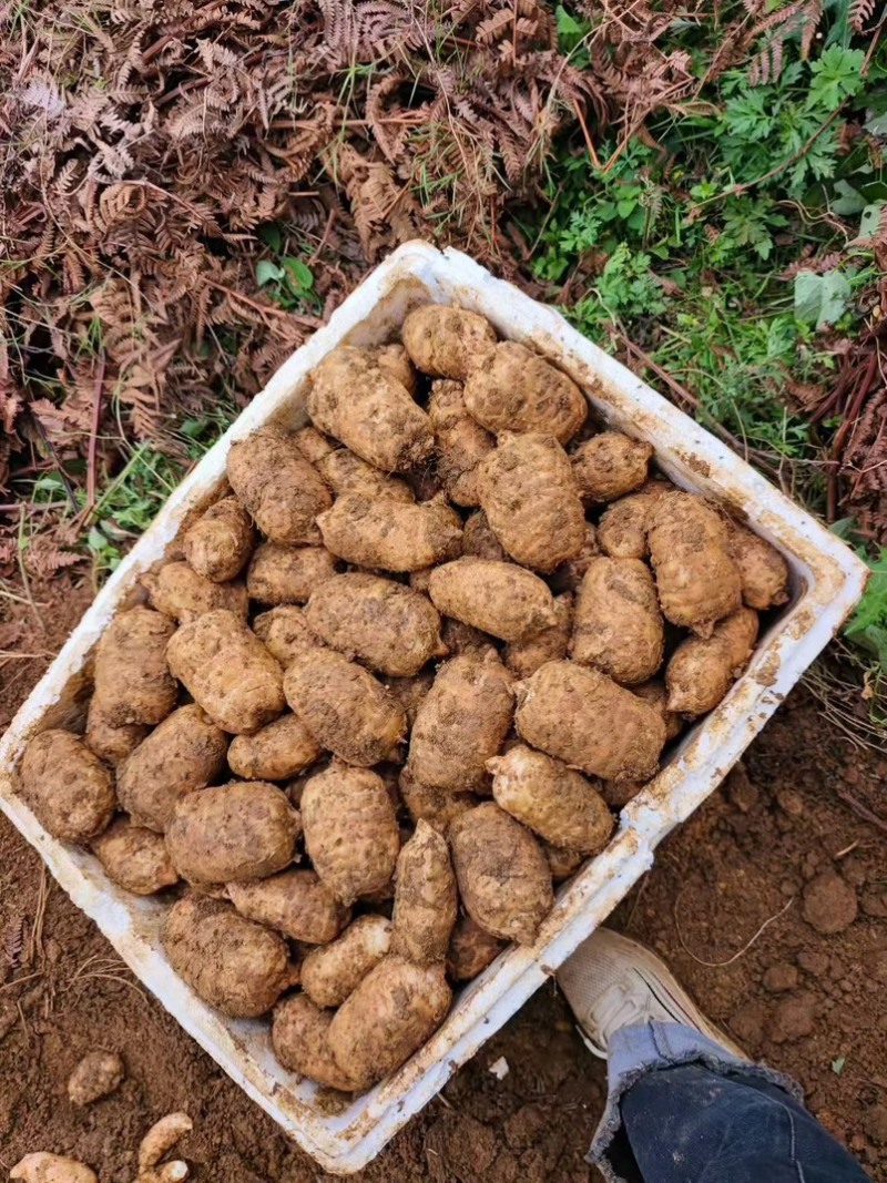林下种植新鲜乌红杂交麻，坏单包赔不满意包退量大从优