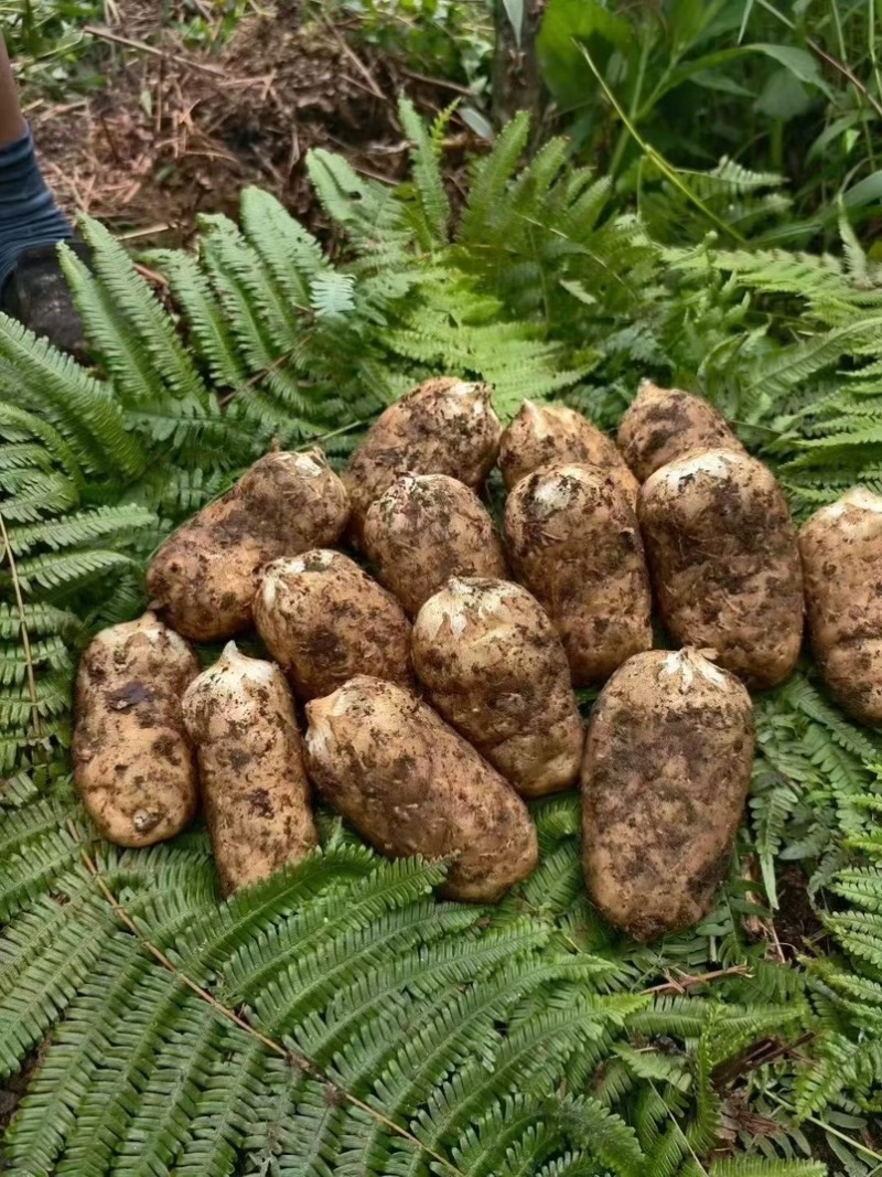 林下种植新鲜乌红杂交麻，坏单包赔不满意包退量大从优