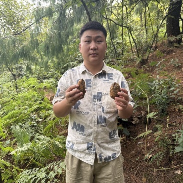 林下种植新鲜乌红杂交麻,坏单包赔不满意包退量大从优