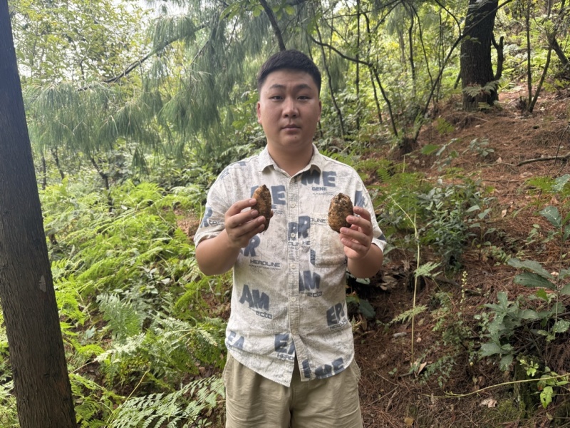 林下种植新鲜乌红杂交麻，坏单包赔不满意包退量大从优
