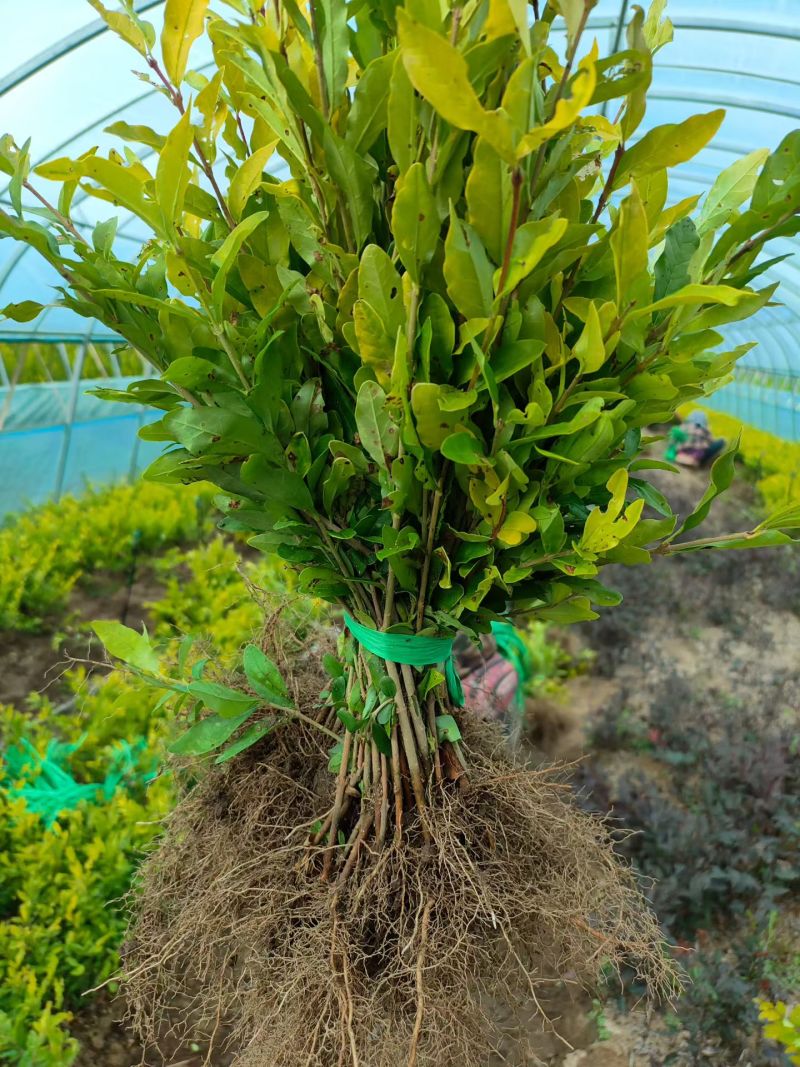 水蜡