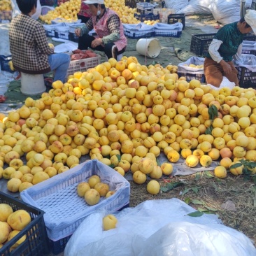 黄油桃