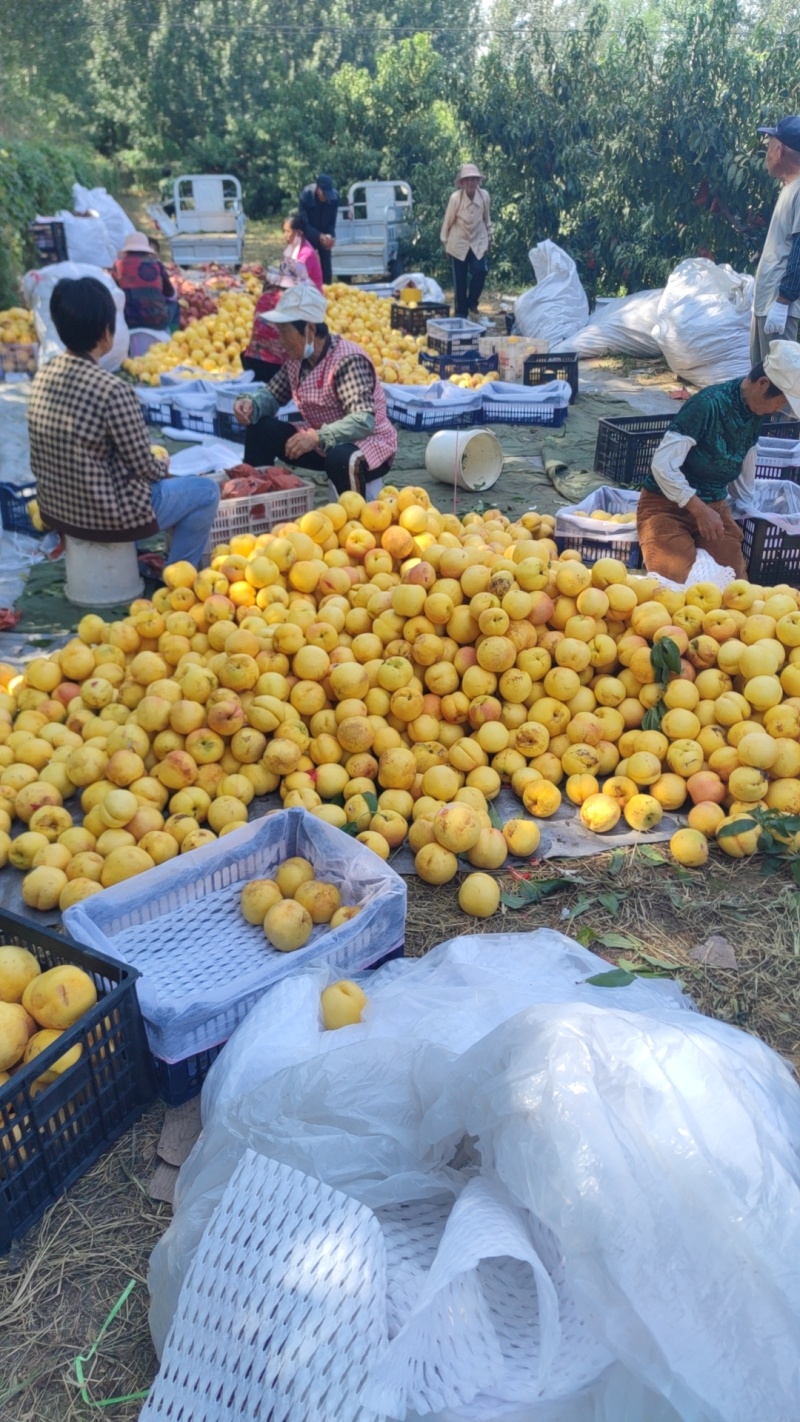 黄油桃
