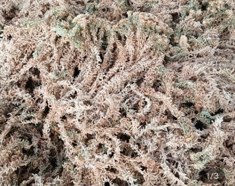 水苔直销