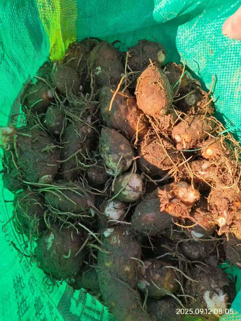 红芽芋，产地一手货源，量大优惠，对接全国批发市场