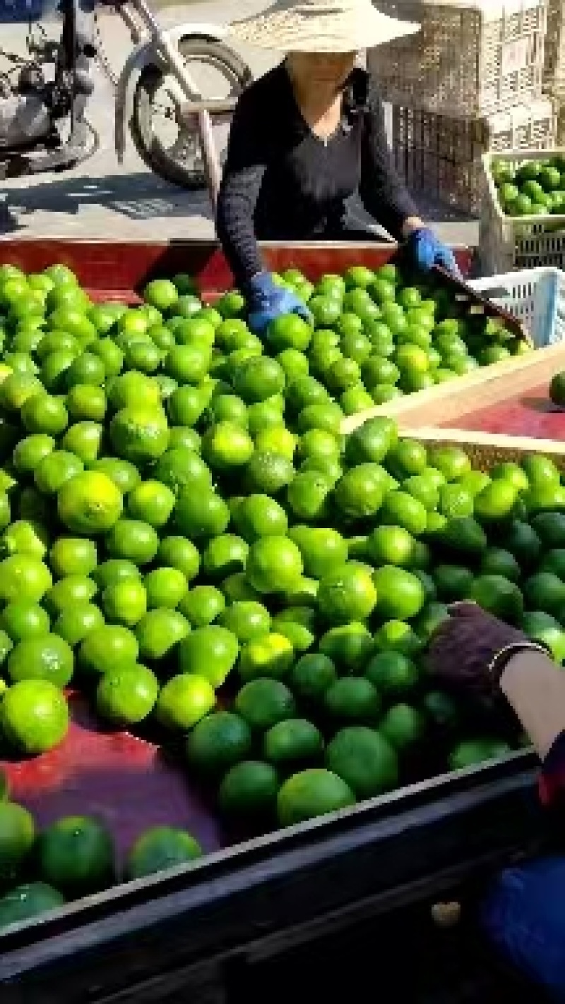 【实力推荐】湖北柑橘之乡高山蜜橘大量上市自己打蜡厂规格全