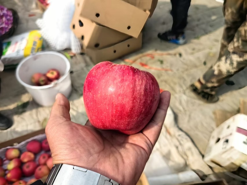 绥中县寒富苹果/辽宁寒富/对接抖音快手电商货一件代发