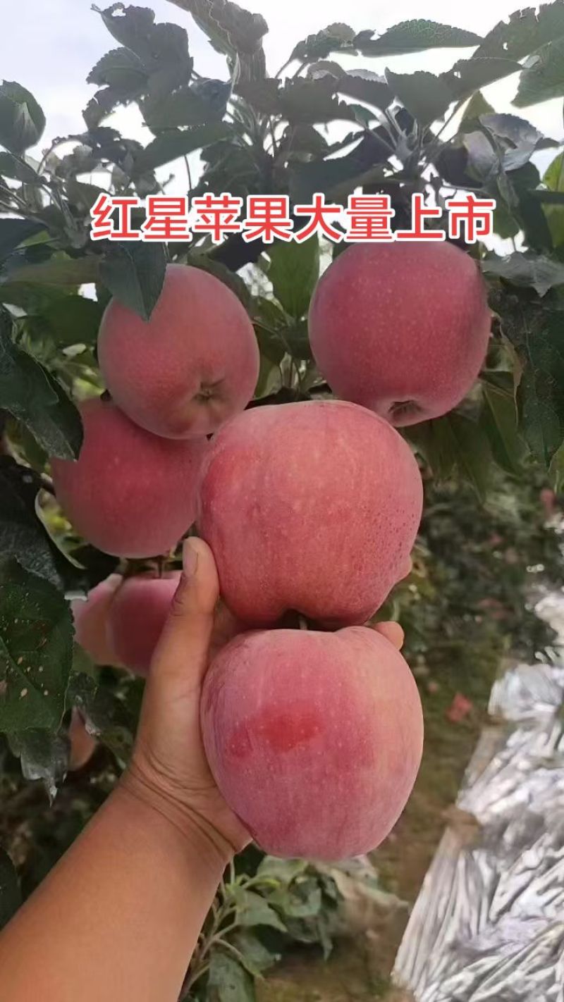 推荐山东【红星、红将军苹果】产地一手货源、随到随装