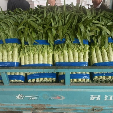 【推荐】莴苣红尖莴笋基地发货全国发货量大从优