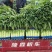 【推荐】莴苣红尖莴笋基地发货全国发货量大从优