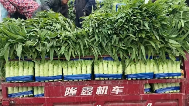 【推荐】莴苣红尖莴笋基地发货全国发货量大从优
