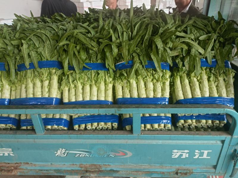 【推荐】莴苣红尖莴笋基地发货全国发货量大从优
