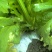 精品棒菜