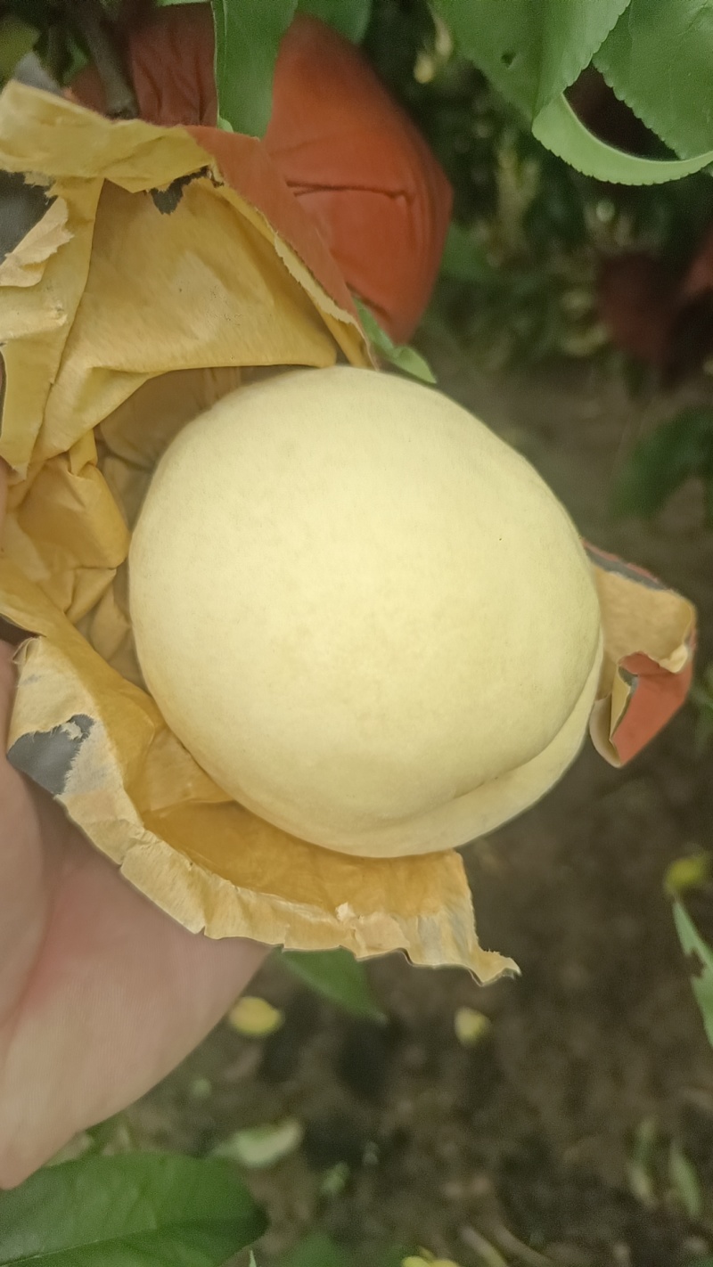 大甜桃