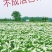 油牡丹苗正宗油用牡丹苗亳州老牡丹药用牡丹苗包成活