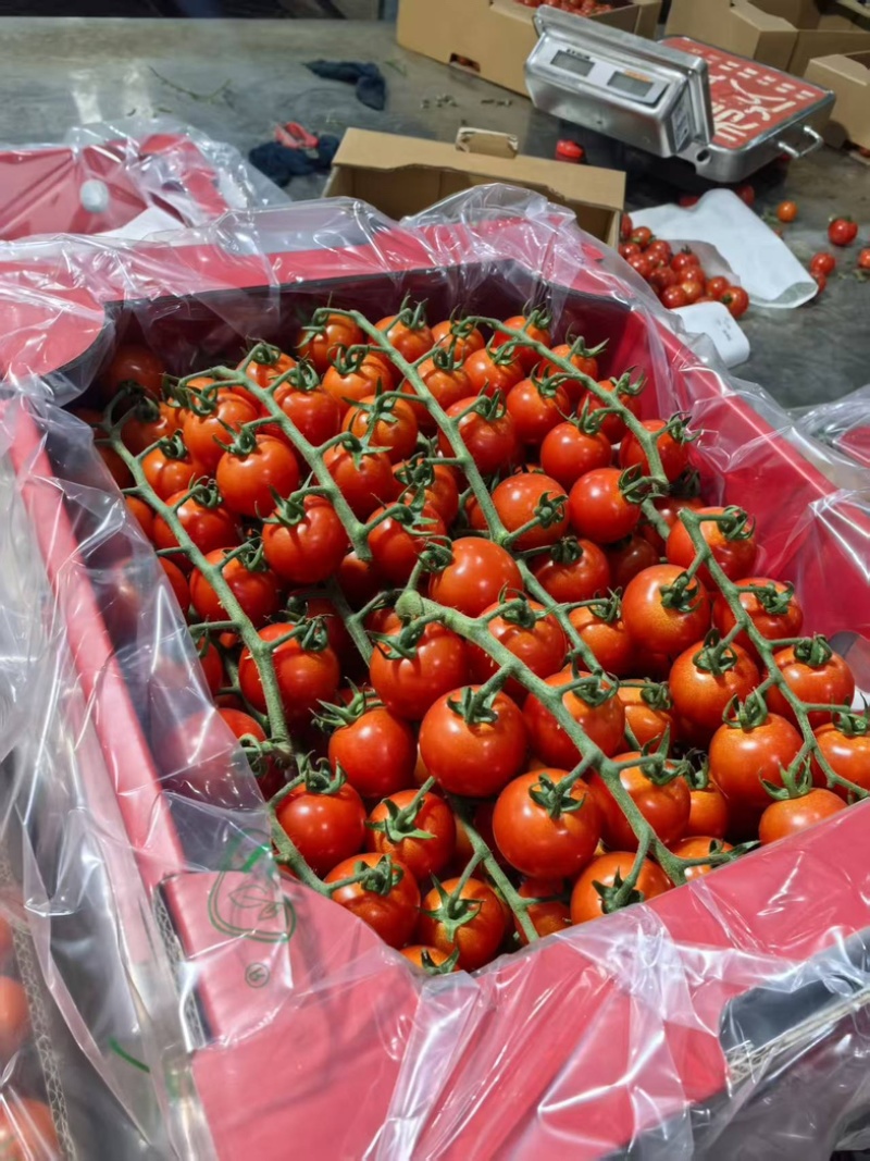 串串樱桃番茄🍅一级串