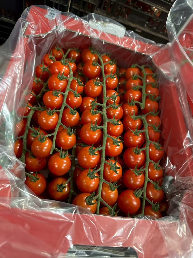 串串樱桃番茄🍅一级串