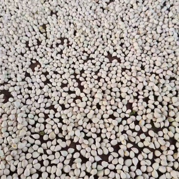 香橙种子