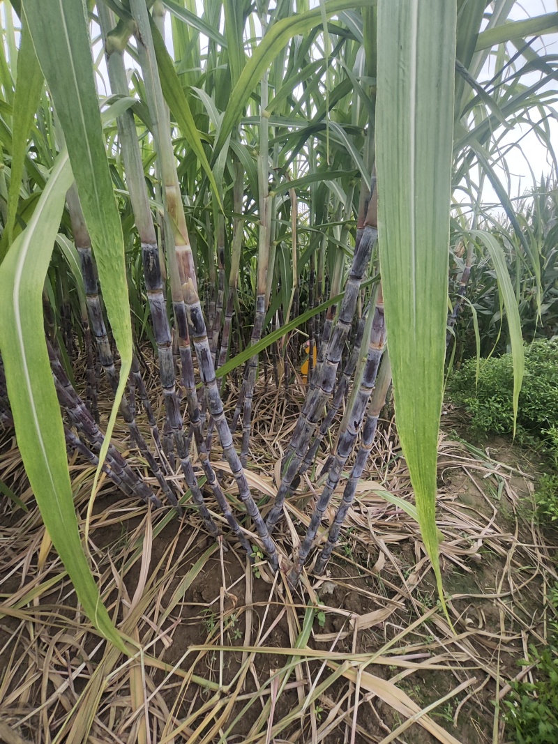 新鲜甘蔗，大量上市。