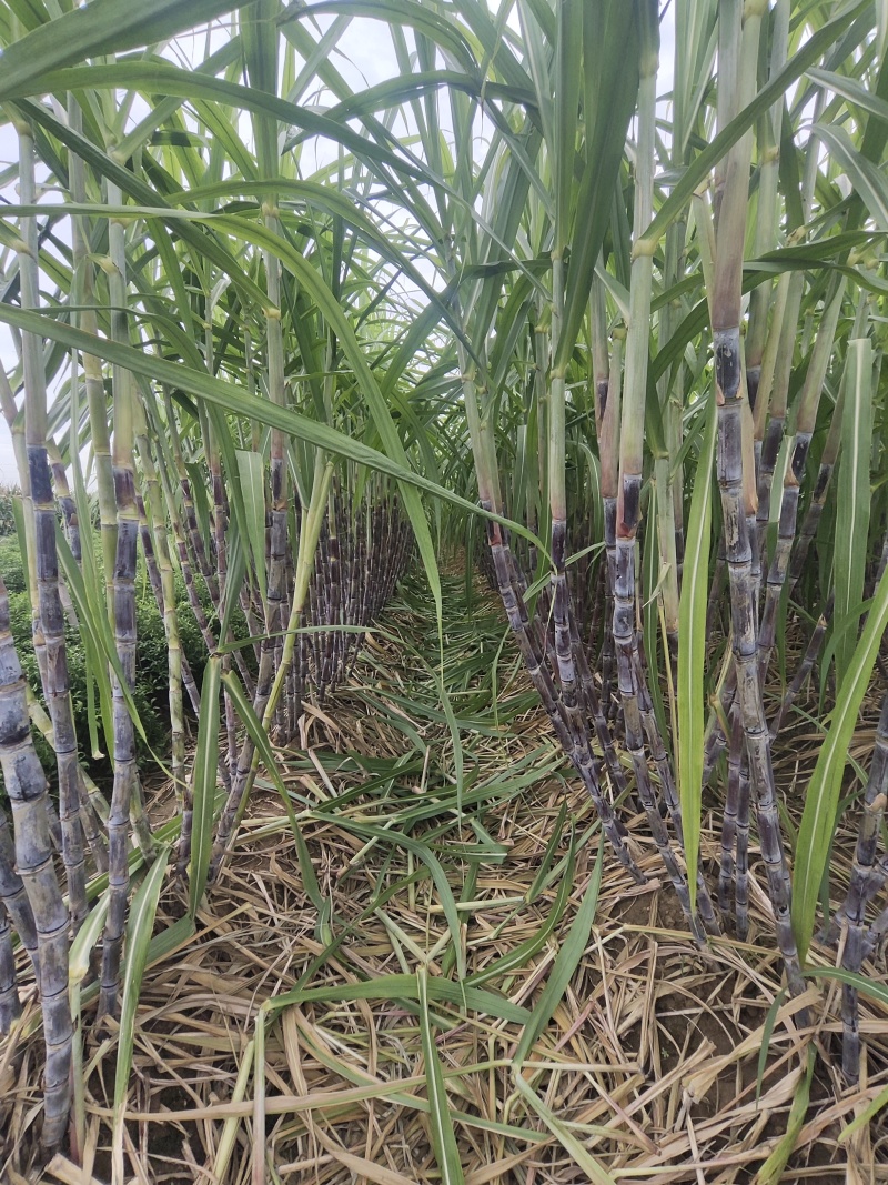 新鲜甘蔗，大量上市。