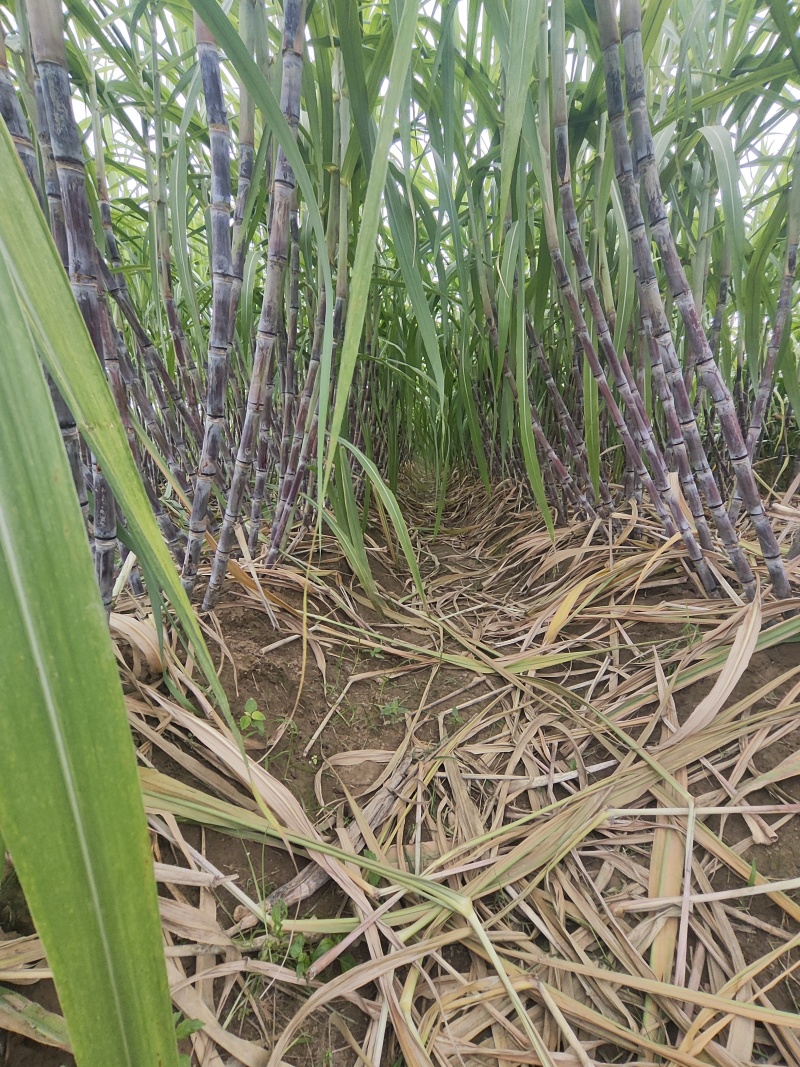 新鲜甘蔗，大量上市。