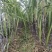 新鲜甘蔗，大量上市。