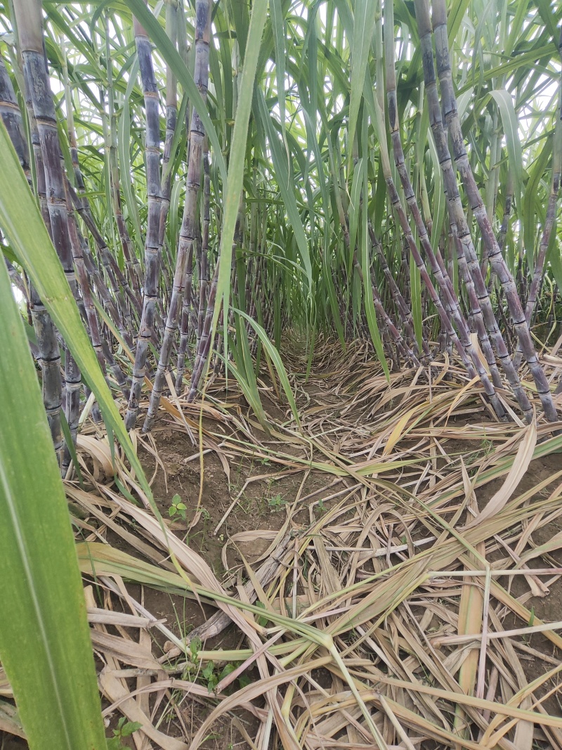 新鲜甘蔗，大量上市。