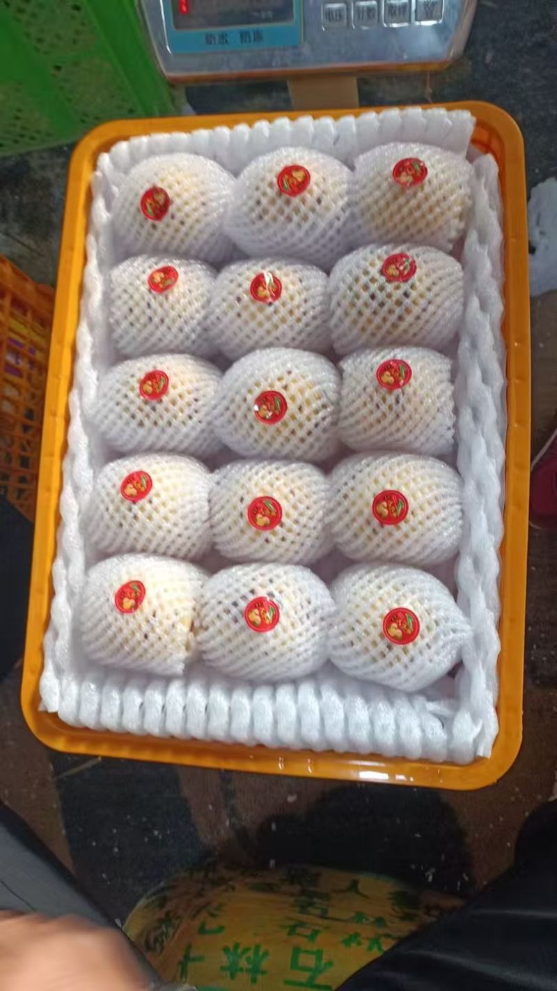 人参果/云南文山文山市人参果基地大量供货/对接全国采购商