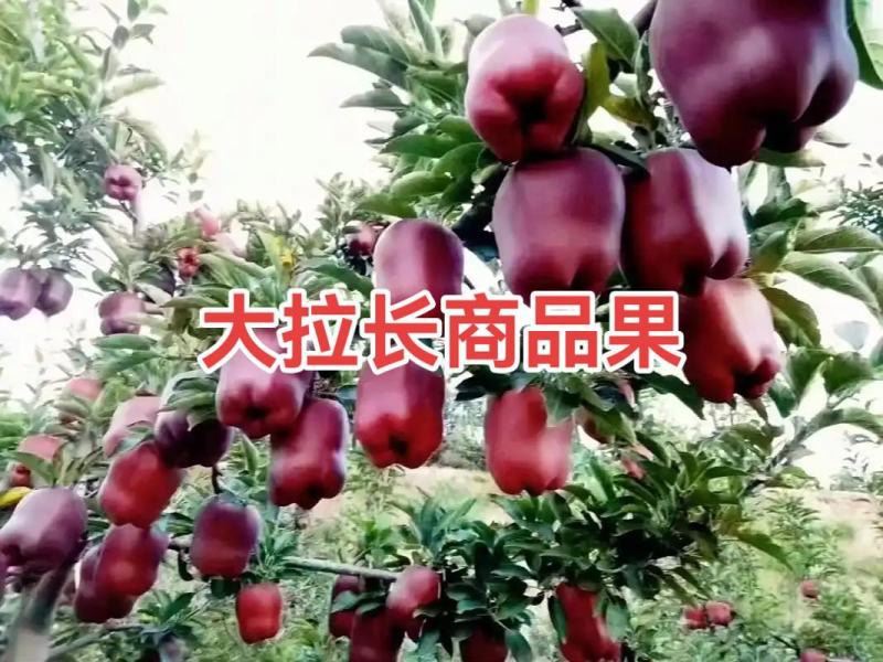花牛苹果
