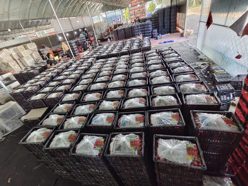 山东千禧贝贝圣女果小番茄串果大量有货欢迎订购