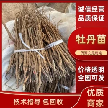 油牡丹苗正宗油用牡丹苗亳州老牡丹药用牡丹苗包成活