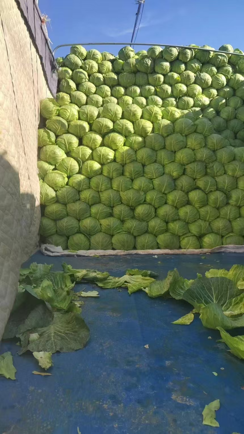 邯郸蔬菜本地甘蓝大量上市，精品甘蓝，河北包菜，烂菜包赔