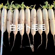 白萝卜5月后大量上市，水洗打冷货，电商，加工厂萝卜，等