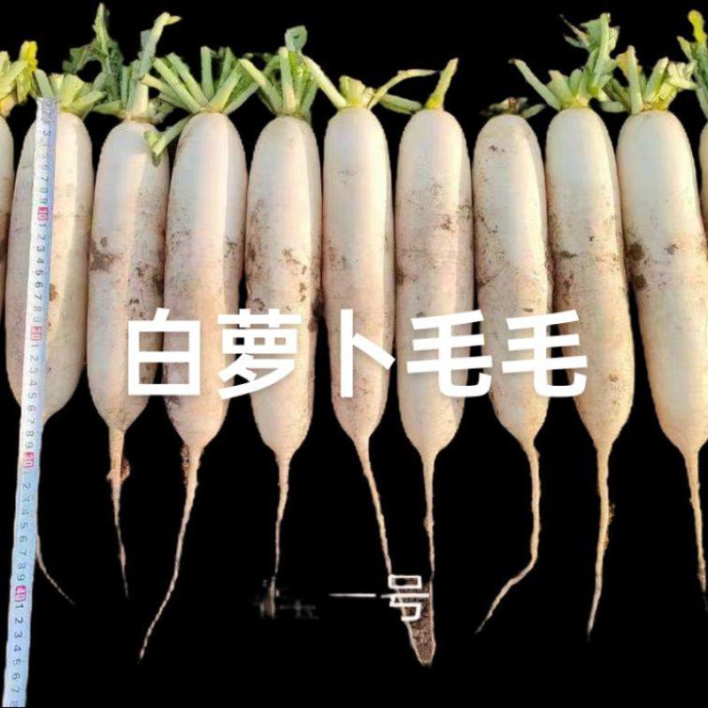 白萝卜五一后大量上市，水洗打冷货，电商，加工厂萝卜，等