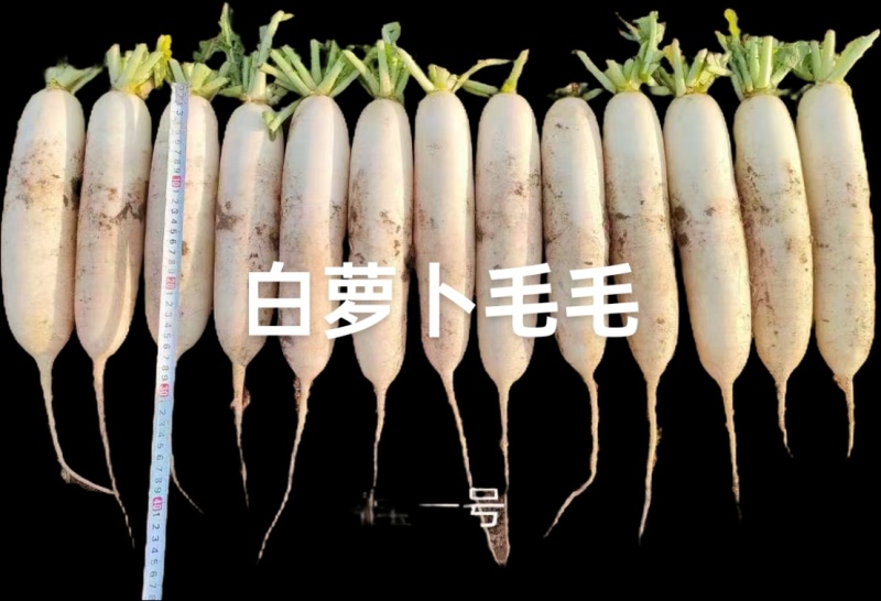 白萝卜五一后大量上市，水洗打冷货，电商，加工厂萝卜，等