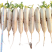 白萝卜五一后大量上市，水洗打冷货，电商，加工厂萝卜，等