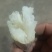 河北廊坊产区，优质红薯大量上市，沙地种植，品质好价格不高