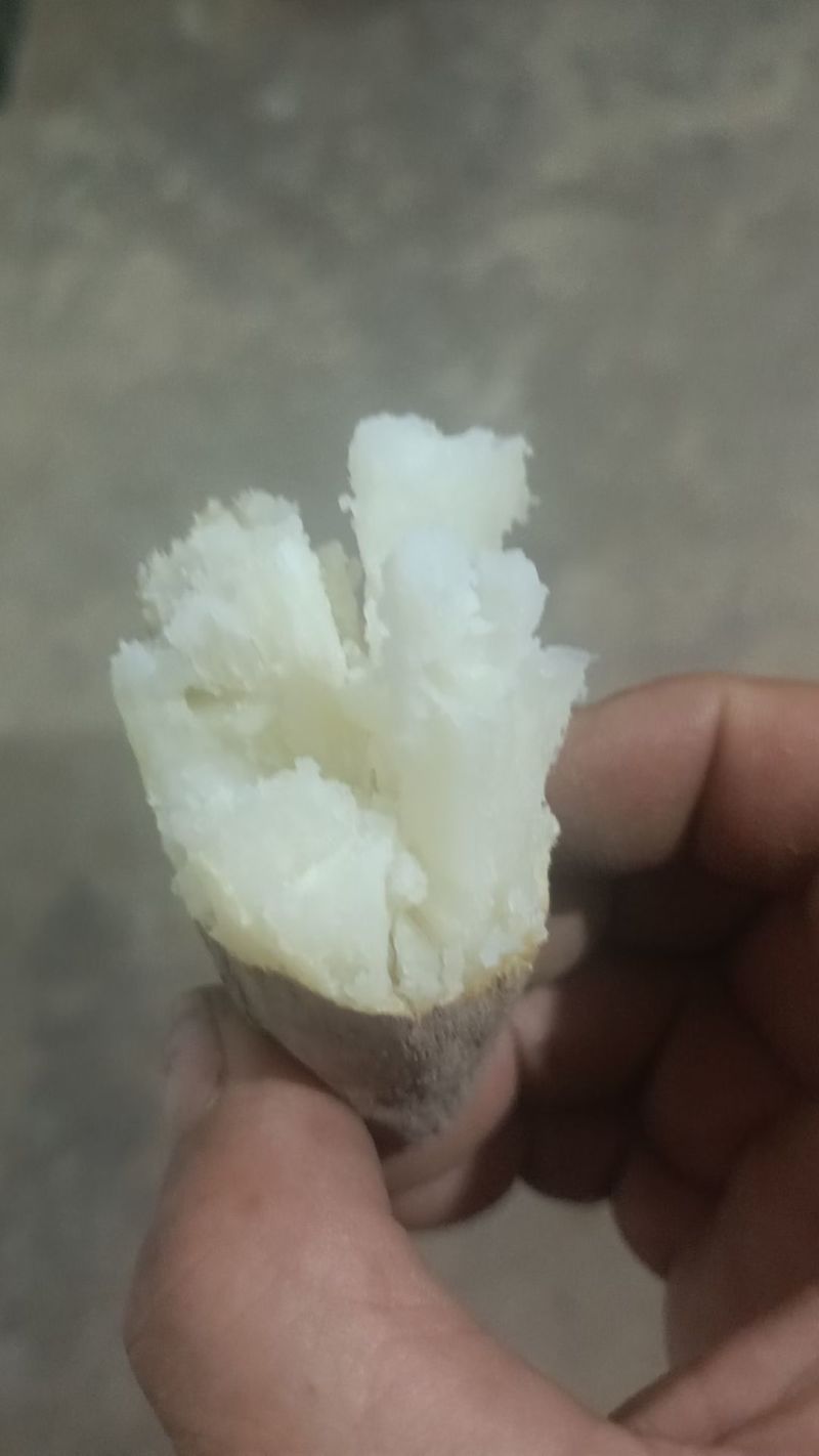 河北廊坊产区，优质红薯大量上市，沙地种植，品质好价格不高