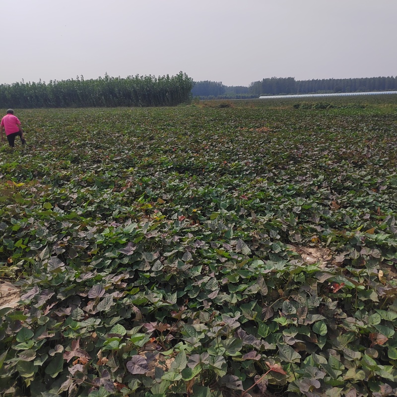 河北廊坊产区，优质红薯大量上市，沙地种植，品质好价格不高