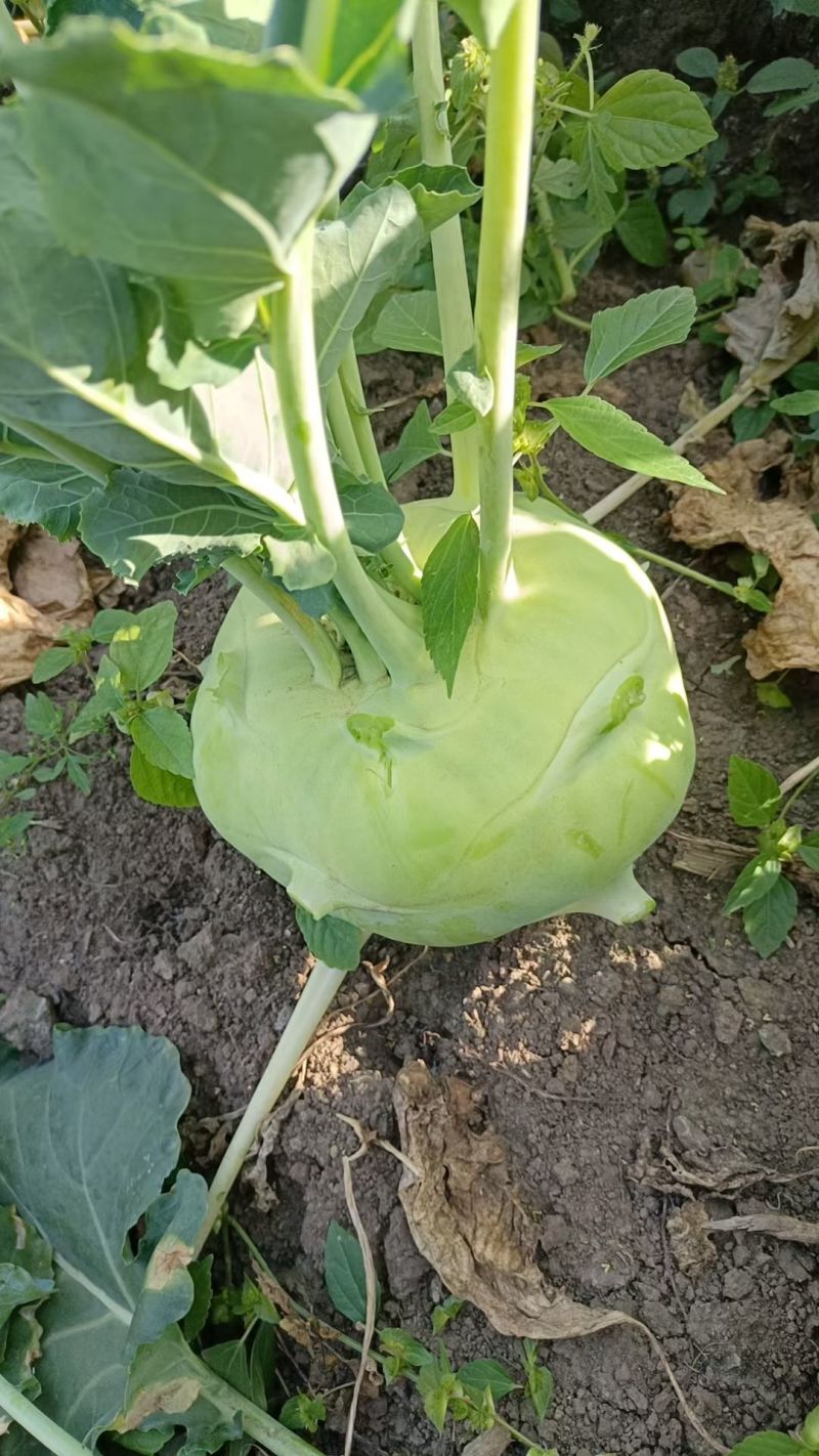 芥菜大量上市价格美丽欢迎采购产地直发需要的联系