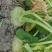芥菜大量上市价格美丽欢迎采购产地直发需要的联系